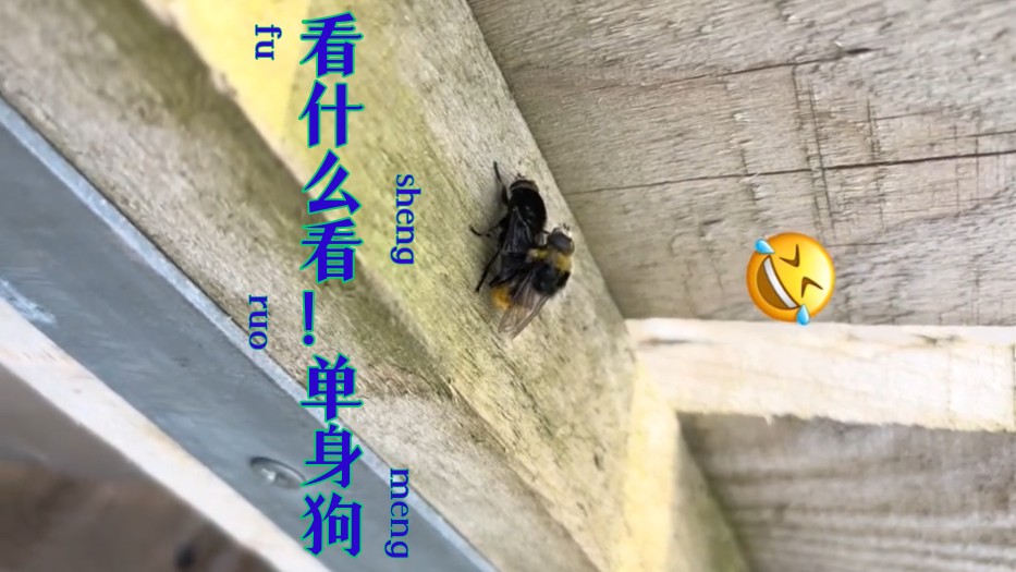 看什么看！单身狗！高清苍蝇做爱